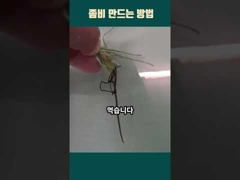 사마귀 vs 연가시