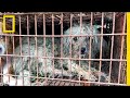 Understanding the UL Dog Meat Festival