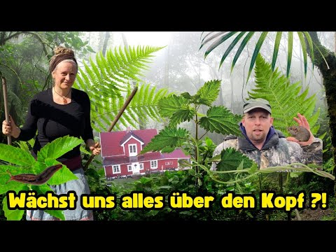 Unser Hof im Schwedensommer - Selbstversorger Paradies oder grüne Hölle?