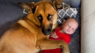 Babies and Dog Being Funny Together! - Funny Baby Videos