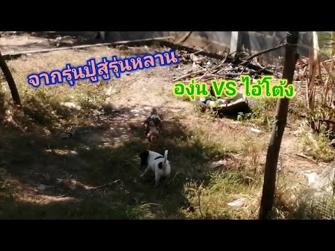 เจ้าองุ่น กับ ไอ้โต้ง(เล็ก)​จากรุ่นปู่สู่รุ่นหลาน