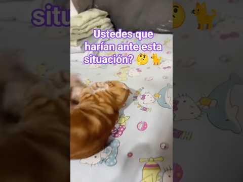 Ustedes que hubieran hecho en este caso? 🤔🐈 #mascotas #gatos #animales