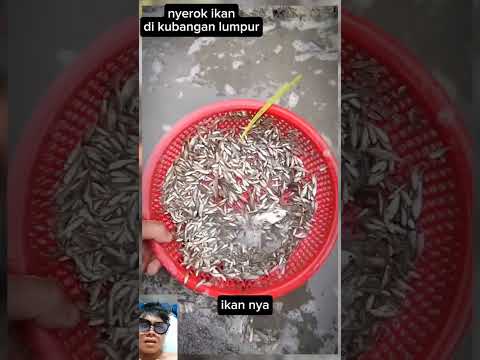 tuh kan bener di sini sarang nya untung ketahuan nyerok ikan #mancing #fishing #shorts #fish