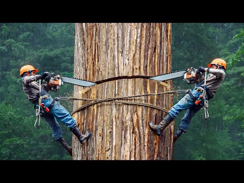 PELIGROSA TALA DE ÁRBOLES CON MOTOSIERRAS Y HABILIDADES DE LOS LEÑADORES MÁS RÁPIDOS