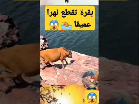 بقرة تتحدى عمق النهر #اكسبلور #duet