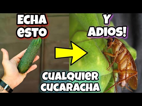 Quito 1000 Cucarachas con ESTO y No me cuesta NADA! Mira este remedio casero con pepino