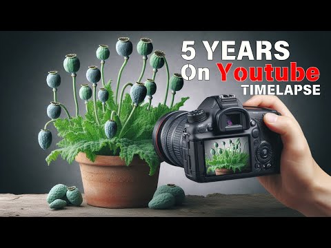 5 Years of Filming - All in One - Plant Time Lapse Compilation