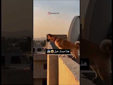 الأكثر حماساً: أذكى كلب في العالم! شوفوا كيف قلب المقلب عليهم 😂🔥 #shorts