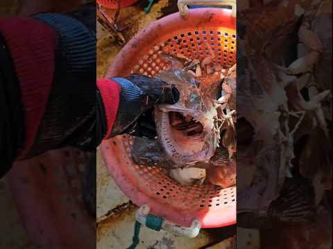 THE TRUTH! 🇺🇸 Fisheries Bycatch Revealed!! #shorts #commercialfishing #fish #bycatch #viral