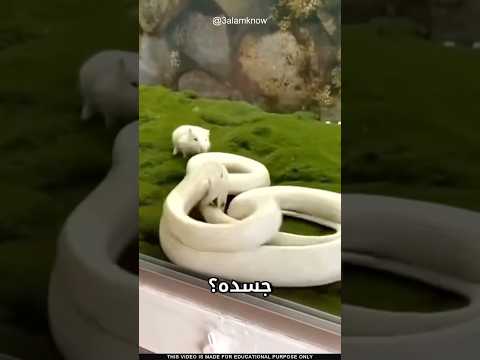 ما سر عضة الثعبان