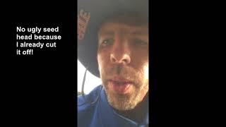How to Remove Dallisgrass from Bermuda