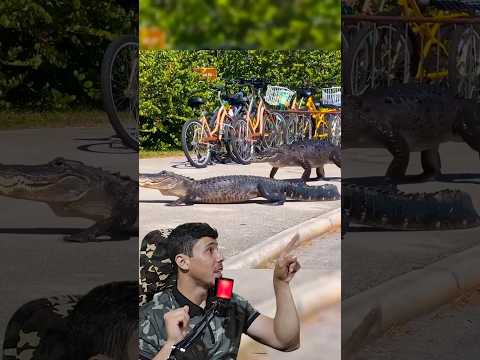 ALIGÁTOR vs CROCODILO - Vida Animal Comentada