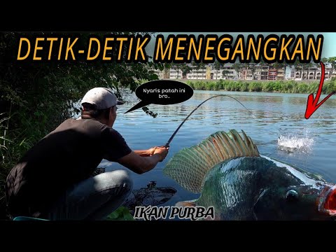 Momen menegangkan!!! Pemancing berhasil menaklukkan ganas nya penghuni sungai ini...