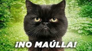 TU GATO NO MAÚLLA, ¿es normal? 🤐🐱 Gatos callados vs. gatos muy habladores