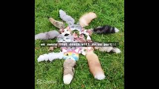 #furry #therian