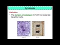 Cell Division and Meiosis Concepts