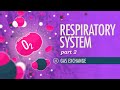 Exploring Gas Exchange in the Respiratory System