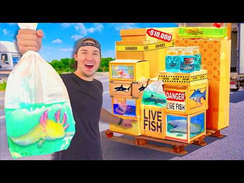 I Bought Every Live Fish Mystery Box! (What’s Inside?)