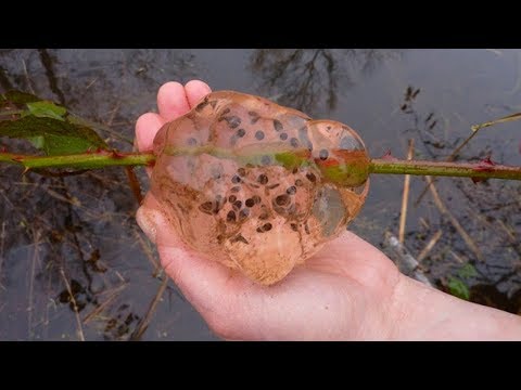 आखिर 6 रात बारिश में वो बैक्टीरिया कहां से बरसा था| Mysterious Blobs Rained Down Over Washington