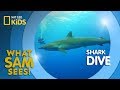 Shark Conservation and Ecosystem Roles