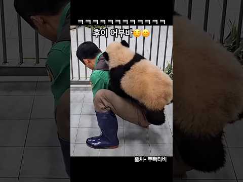 후이의 어부바  거의 등반 수준 🤣😂ㅋㅋㅋㅋㅋㅋㅋ포대기 급구#padababy#熊猫#パンダ#huibao