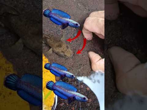 Beginilah CARA AMAN NANGKAP CHANNA YG BENAR - IKAN CHANNA #shorts #channa #limbata #viral