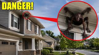 if you see this thing on the roof, stay away! (it was living inside)