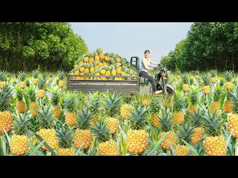 Use 3-wheeled Vehicle Harvesting Many Pineapples Goes To Countryside Market Sell | Free Bushcraft