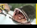 Understanding Snakeheads and Their Impact