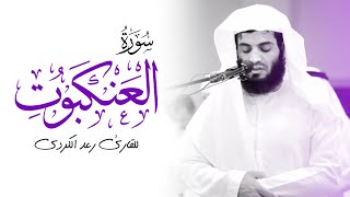 سورة العنكبوت كاملة بصوت القارئ رعد الكردي