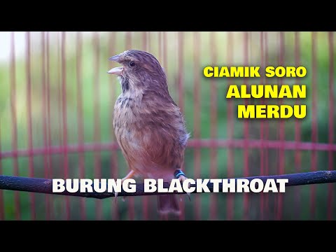 CIAMIK SORO , ALUNAN MERDU KICAU BURUNG BLACKTHROAT