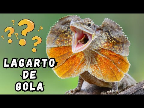 LAGARTO-DE-GOLA - TAMBÉM CHAMADO DE DRAGÃO-DE-GOLA! É UM ANIMAL DINOSSAURO? QUE BICHO É ESSE?