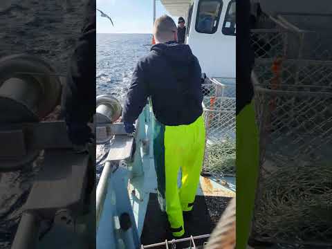fish coming up#fishing#boat #fishingtip#fishingboat #fishingaustralia#fishingship #pescado#tasmania