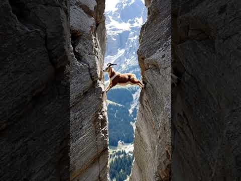 Epic Mountain Goat Leap: Nature's Daredevil in Action!