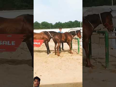 #horse #equestrian #horseracing #horseriding #horselover #funny #10millionveiws #foodhumor #explore