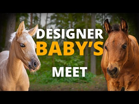 Introducing Lilly to the whole herd | Foal Season Episode 10