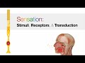 Sensory Receptors and Transduction Processes