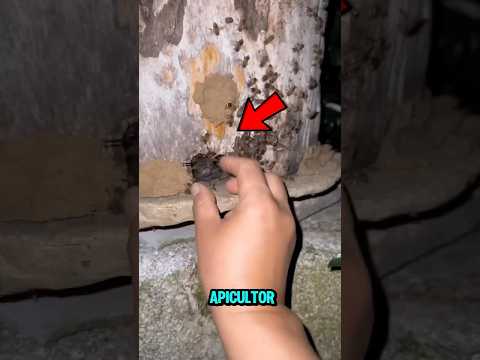 Que pasa cuando roban miel a las abejas