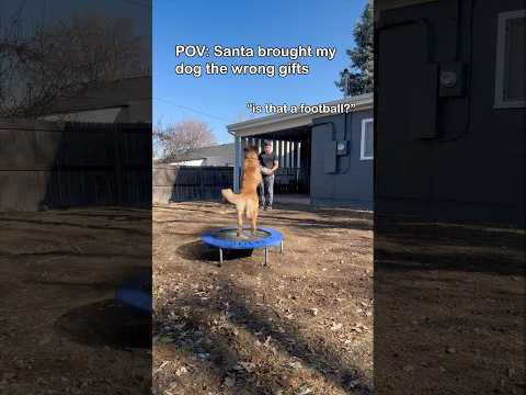 Santa brought Barry a volleyball, what could go wrong?  #earthratedpartner @earthrated #dogs