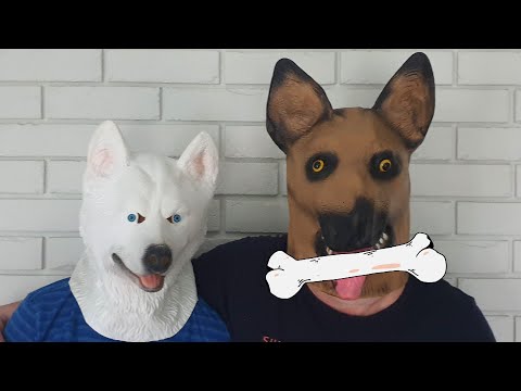 Dogs and a Bear mask videos