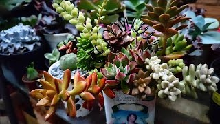 chuva suculentas replantes. 🌧️🥰