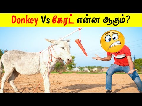 Donkey Vs கேரட் என்ன ஆகும்? | Facts in Tamil_Facts in Minutes_Minutes Mystery_Info Bytes #Shorts