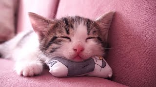 Yavru Kedi Sesi 🍀  Rahatlatıcı Kedi Mırlaması 🤍