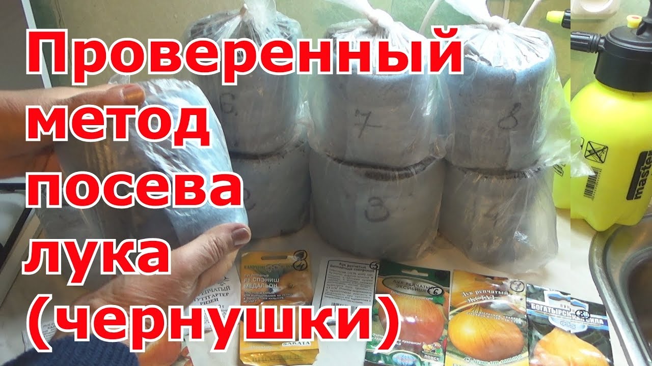 Лук-репка из лука-чернушки за один сезон. Посев лука чернушки в самокрутки. Мои 8 сортов лука