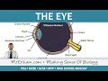 Functions of the Eye and Vision