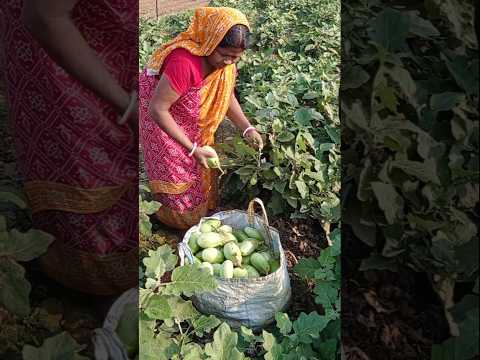 Brinjal Harvest Morning Scene | Rural Women Farmers ๐ฉโ๐พ๐ #shorts