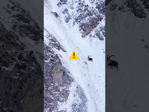 Snow Leopard Meets a Wild Charging Ibex on the Descent! πΎβ‘λ΄λ €μ€λ λνλ², λ―ΈμΉ μ°μκ³Ό μ λ©΄ μΆ©λ!#snowleopards
