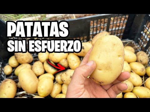 Guía Fácil para CULTIVAR PATATAS o PAPAS! 🥔 En Casa SIN ESFUERZO | Video Completo y Paso a Paso