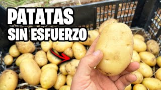 Guía Fácil para CULTIVAR PATATAS o PAPAS! 🥔 En Casa SIN ESFUERZO | Video Completo y Paso a Paso