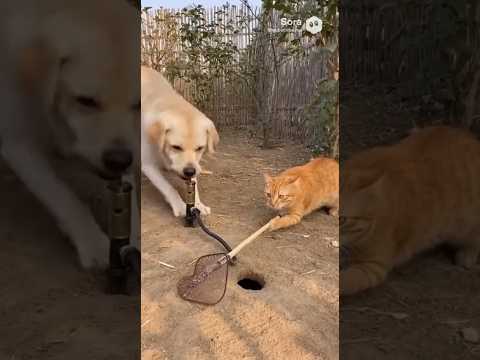 Dog Pumps, Cat Nets! ? You Won't Believe What They Catch!